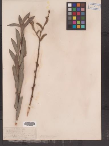 Salix purpurea