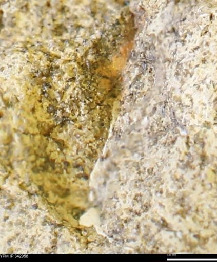 undet. Mollusca