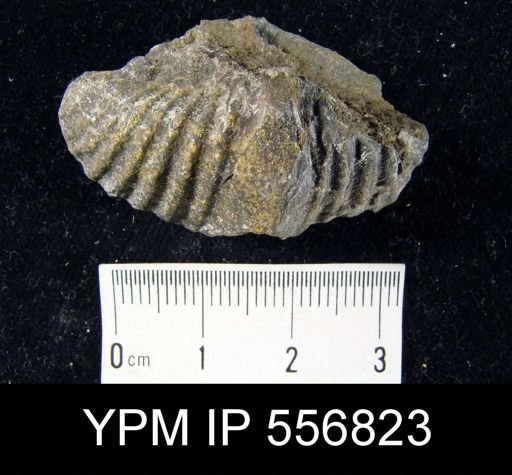 Spirifer sp.
