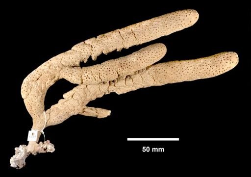 Plexaurella obesa