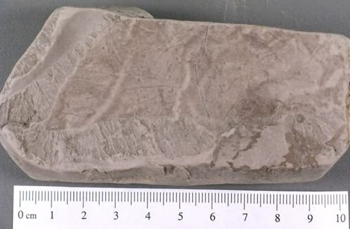Menispermites borealis