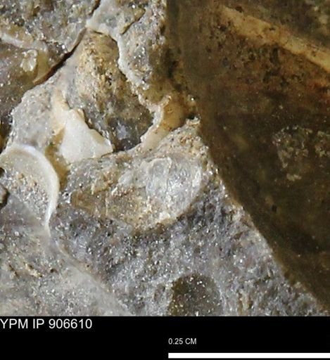 undet. Mollusca