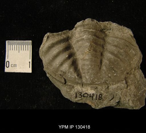 Phacops rana