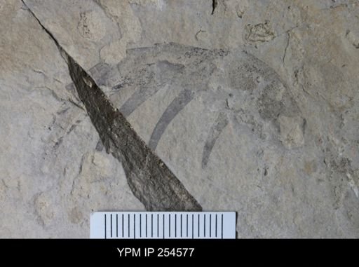 Eurypterida