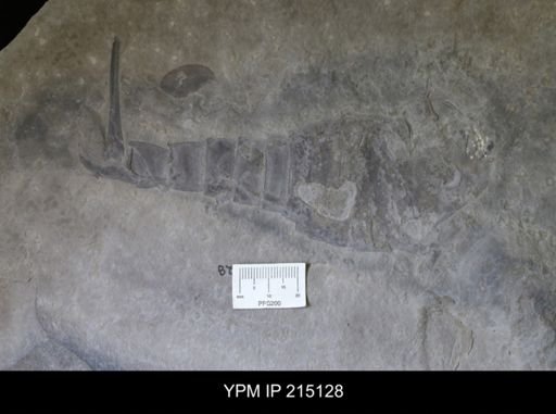 Eurypterus remipes