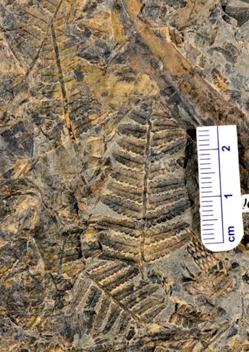 Pecopteris sp.