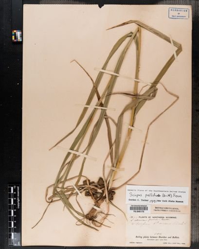 Scirpus pallidus