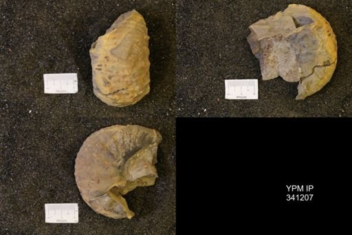 Scaphites ventricosus interjectus