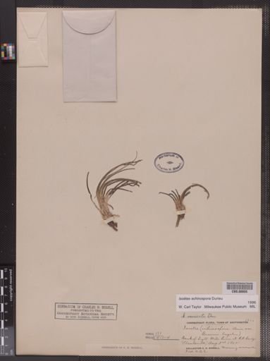 Isoetes echinospora
