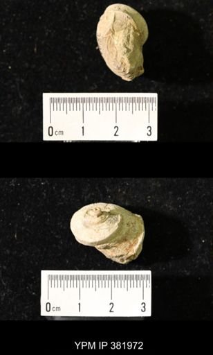 Worthenia tabulata