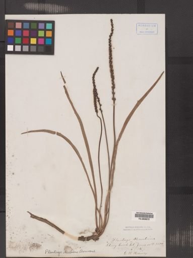 Plantago juncoides