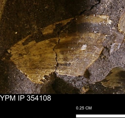 undet. Bivalvia