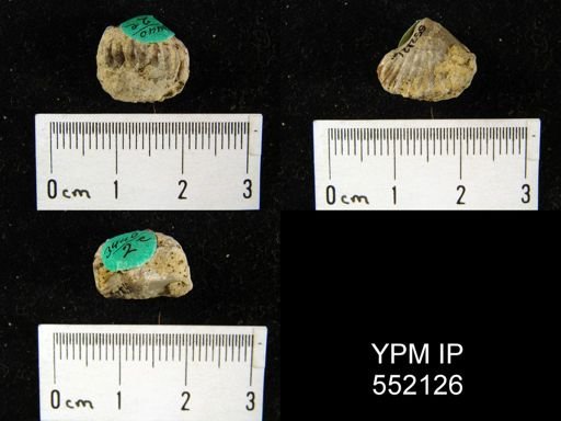 undet. Rhynchonellida