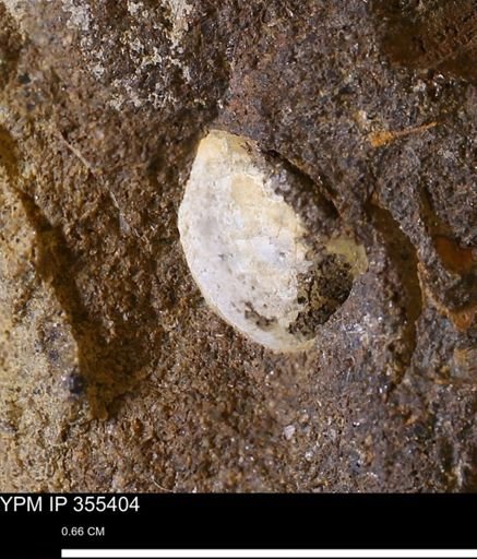 undet. Bivalvia