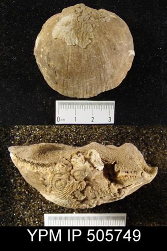Leptostrophia sp.