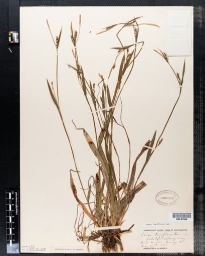 Carex laxiflora