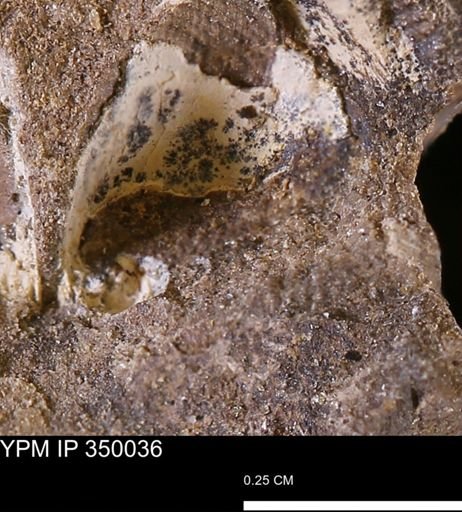 undet. Mollusca