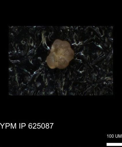 undet. Foraminiferida