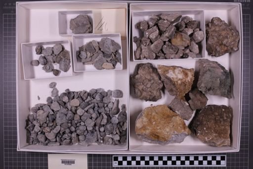 mixed taxa, stratigraphic collection
