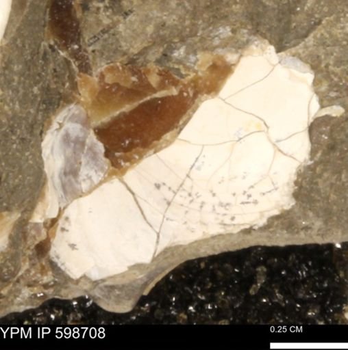 Baculites sp.