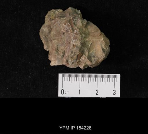 Tricrepicephalus sp.