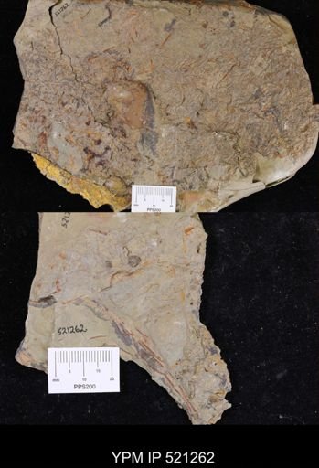undet. Graptolithina