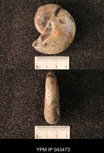 Hoploscaphites nicolletii