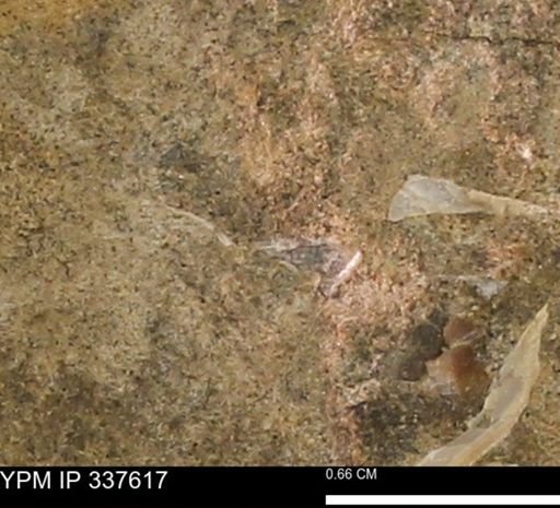 undet. Mollusca