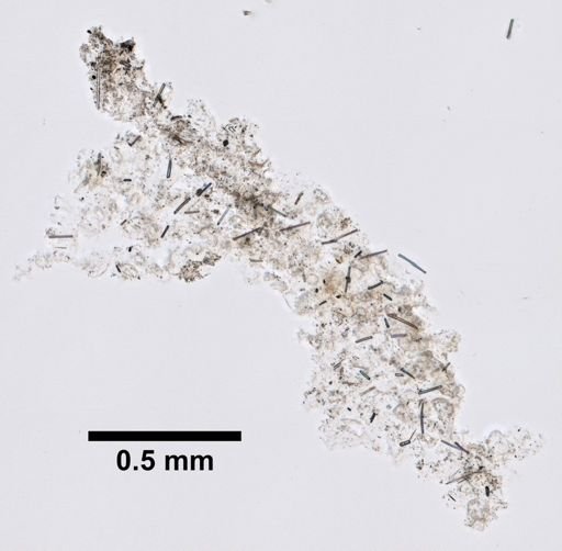 Aplacophora