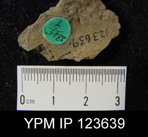 undet. Strophomenida