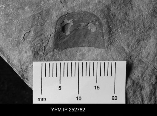 Eurypterus sp.