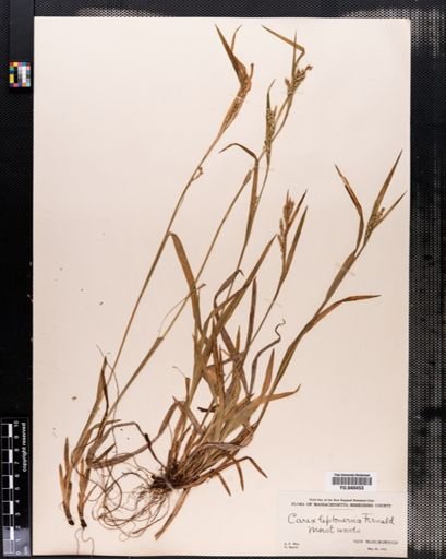 Carex leptonervia