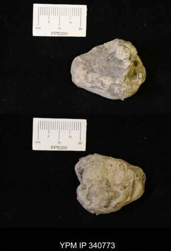 undet. Ichnofossil (invertebrate)