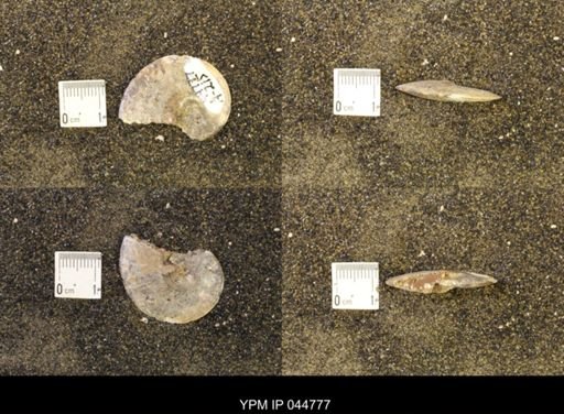 Sphenodiscus lenticularis