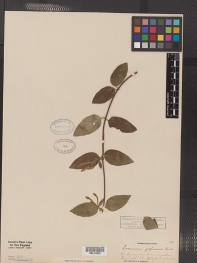 Lonicera japonica
