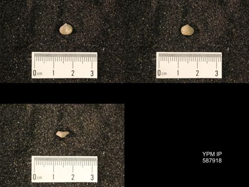 Zygospira modesta