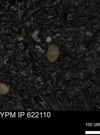 undet. Foraminiferida