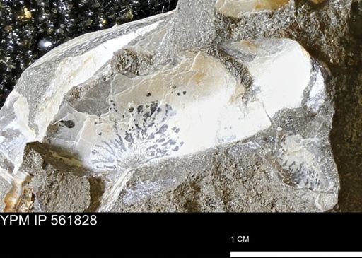 Pseudoptera?
