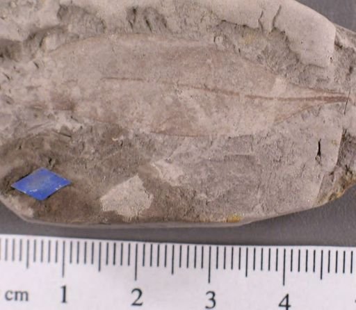 Andromeda novae caesareae