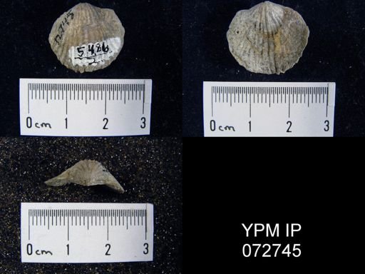 Atrypa tennesseensis