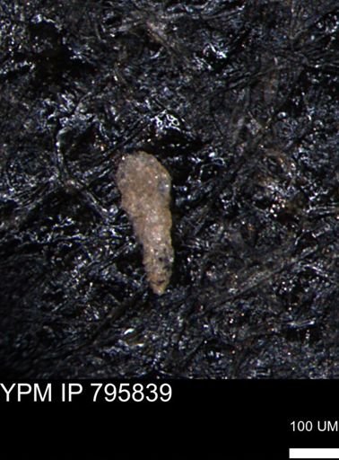 Verneuilina canadensis