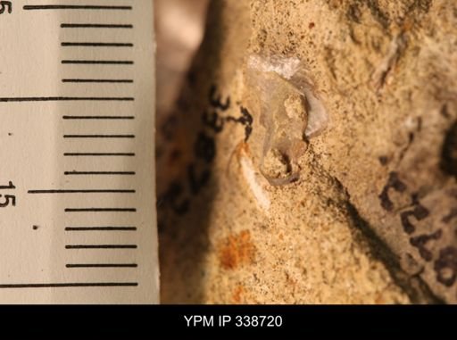 Protocardia subquadrata