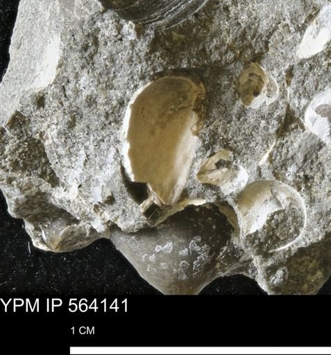 Limopsis striatopunctatus
