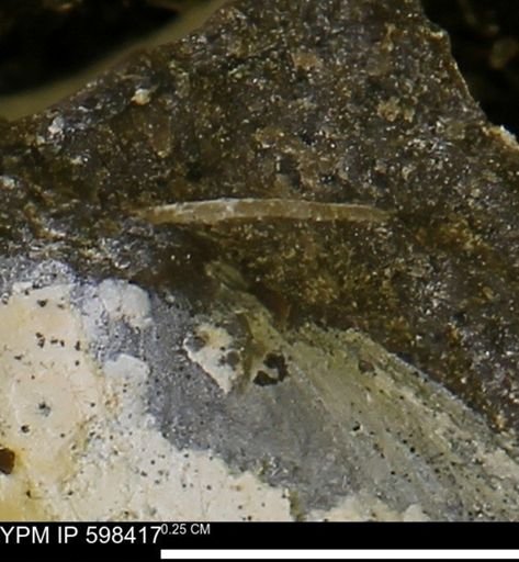 Limopsis striatopunctatus