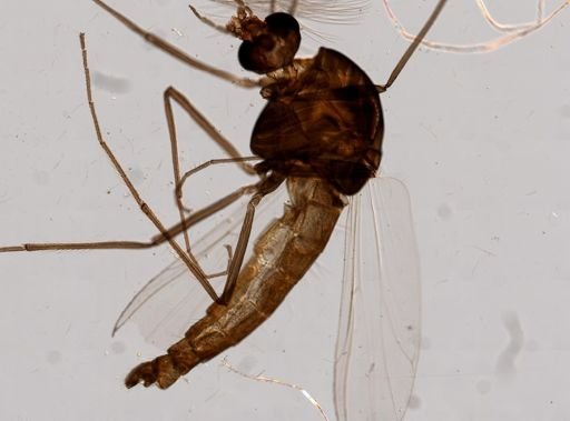 Culicidae