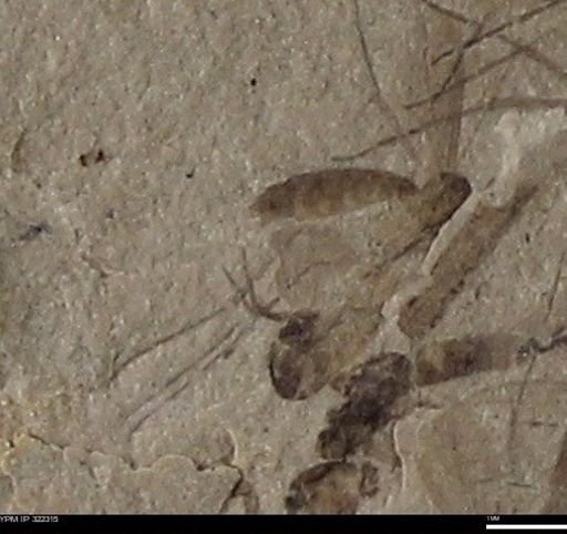 undet. Insecta