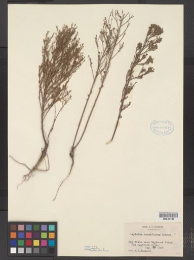 Lepidium densiflorum