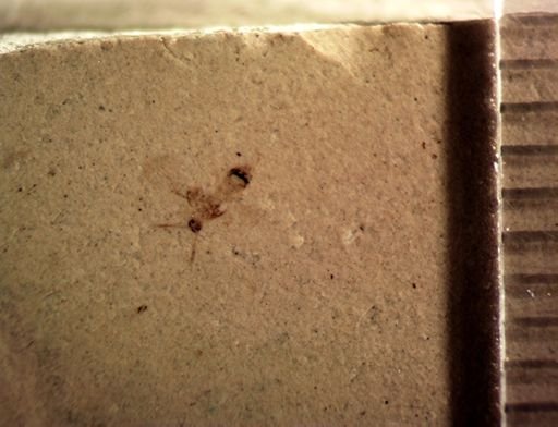 undet. Staphylinidae