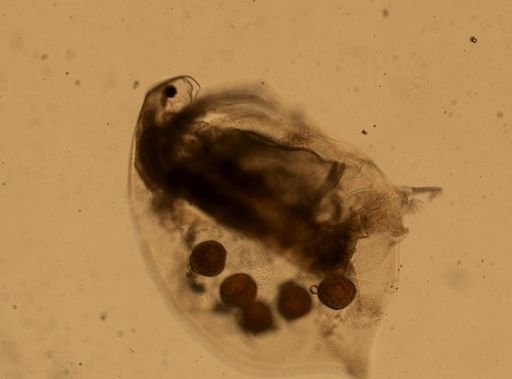 Simocephalus