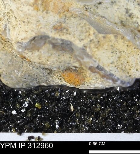 undet. Bivalvia